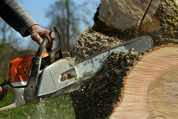 The Steps Involved in Our Tree Care Process in Marienville, PA